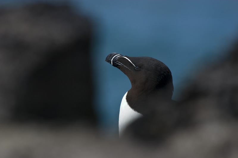 Razorbill